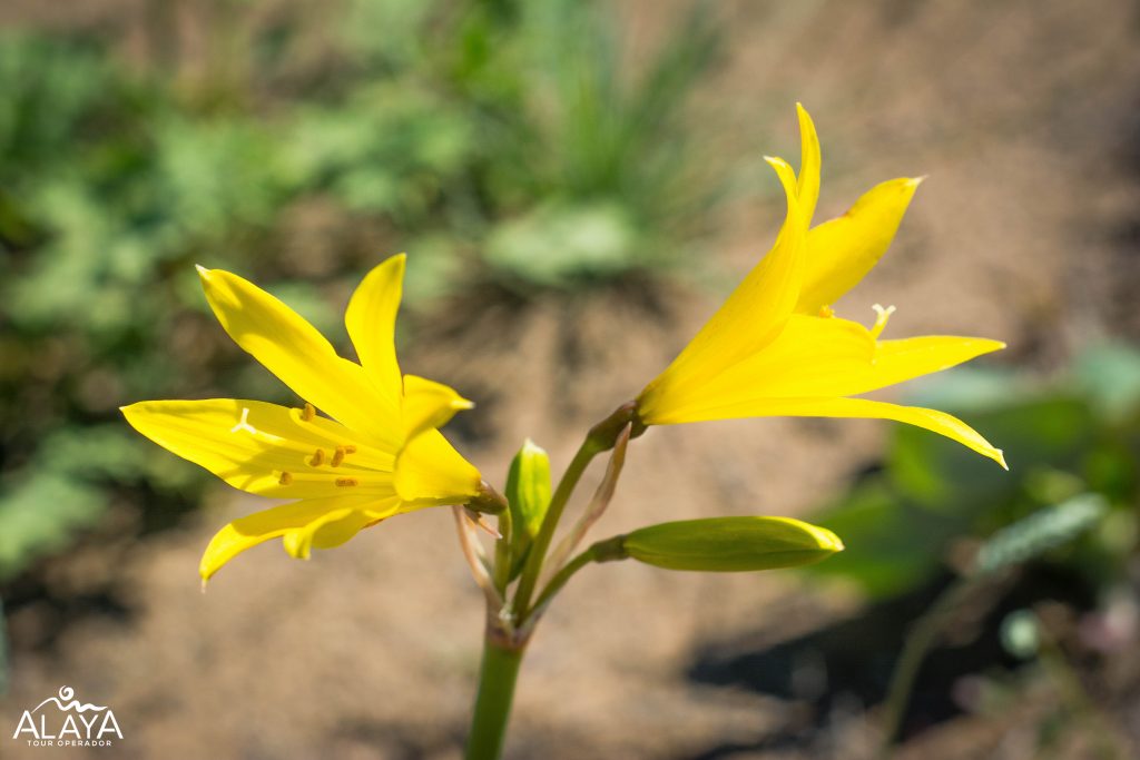 desierto florido 6